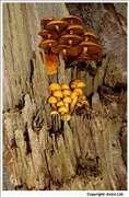 Sulphur Tuft 1
